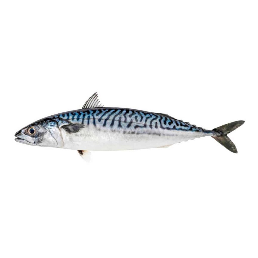 Caballa (Scomber japonicus), pescado azul nutritivo